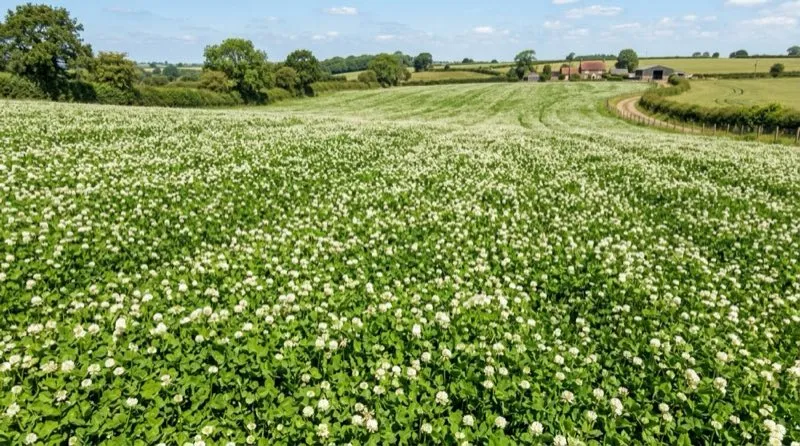 Champ de trèfle