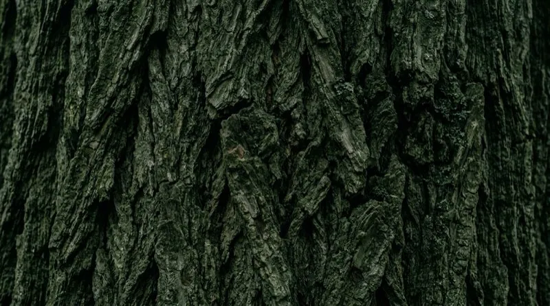 Texture écorce naturelle